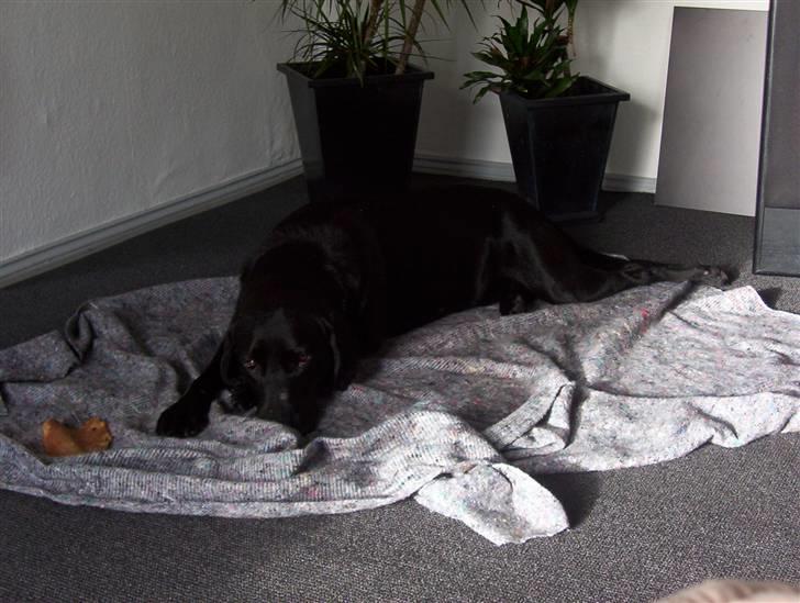 Labrador retriever Saki billede 3