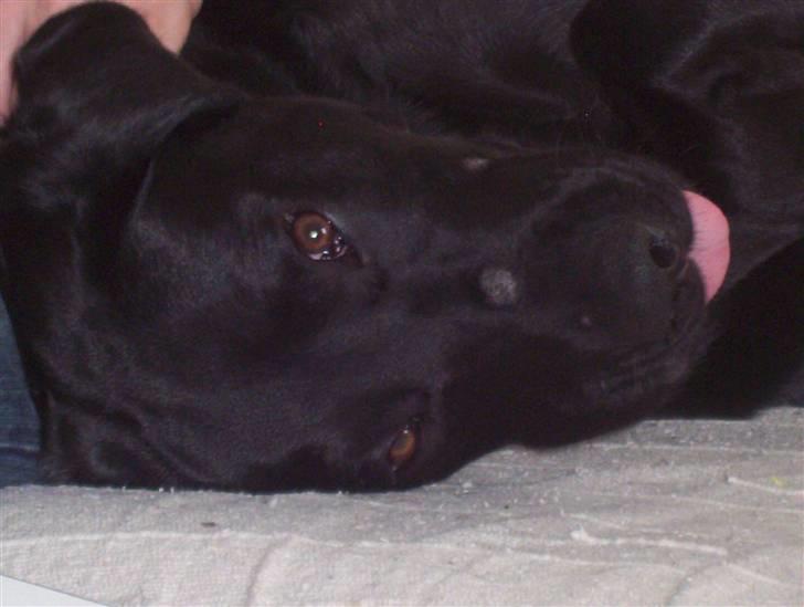 Labrador retriever Saki billede 4