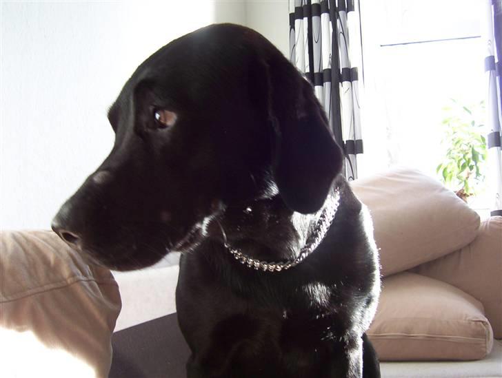 Labrador retriever Saki billede 5