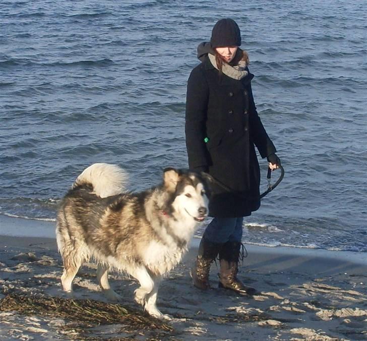 Alaskan malamute Freja  *himmelhund* - så er man lige på stranden med moar igen billede 15