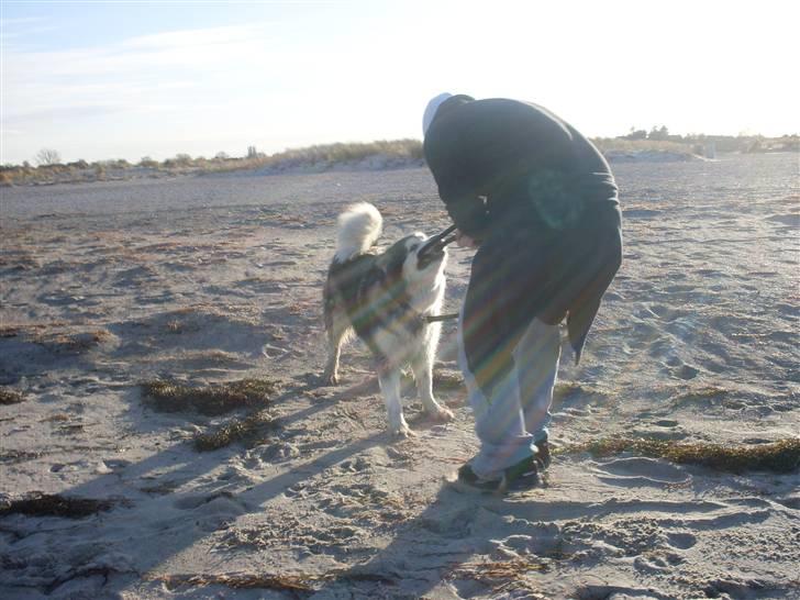 Alaskan malamute Freja  *himmelhund* - vil meget gerne ha stefan bare giver mig min snor :-)  billede 16
