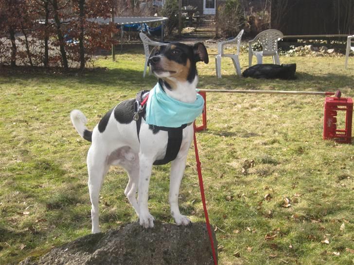 Blanding af racer Fimbe (Mormor's) - (1)  Velkommen til min profil håber i syndes om mig (: billede 1