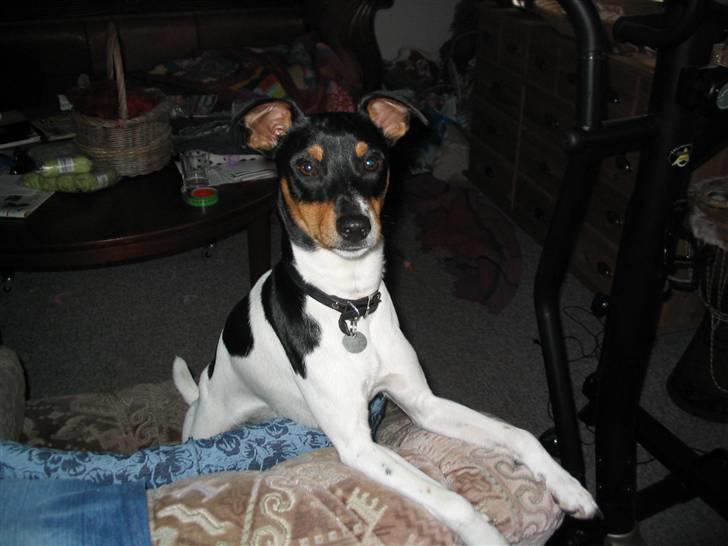 Blanding af racer Fimbe (Mormor's) - (2)  heeej<3 billede 2