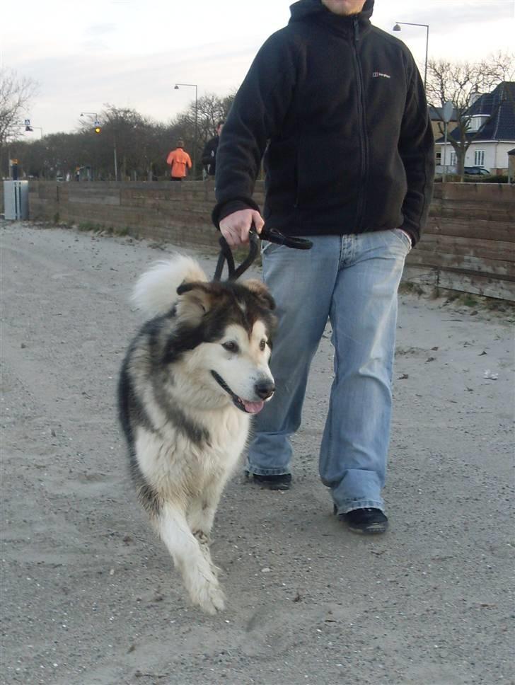 Alaskan malamute Freja  *himmelhund* - hmhmhmhmh.. jeg vil gerne denne vej.. billede 17