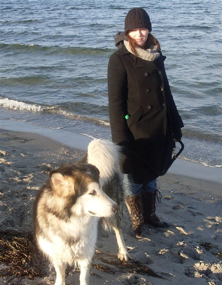 Alaskan malamute Freja  *himmelhund* - kom mor.. jeg ved lige hvor vi skal gå hen billede 18