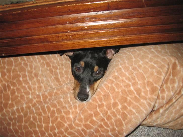 Blanding af racer Fimbe (Mormor's) - (3)   Hov hehe se mig:p billede 3