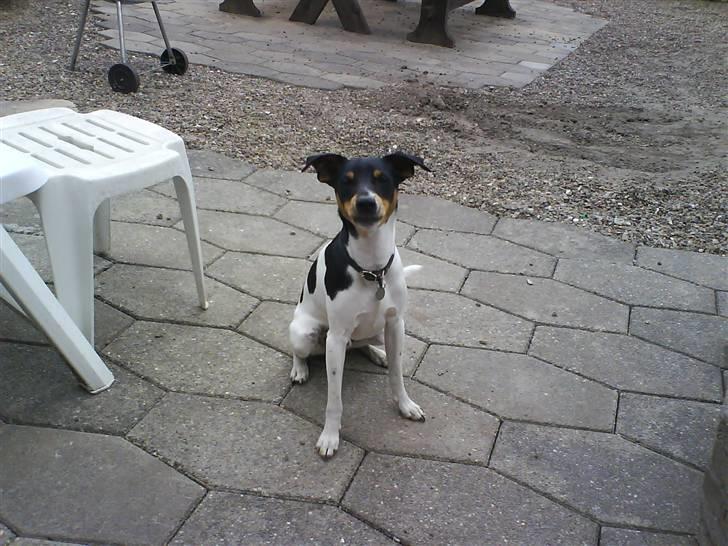 Blanding af racer Fimbe (Mormor's) - (4)    jeg vil have min boldt NUUUU! billede 4