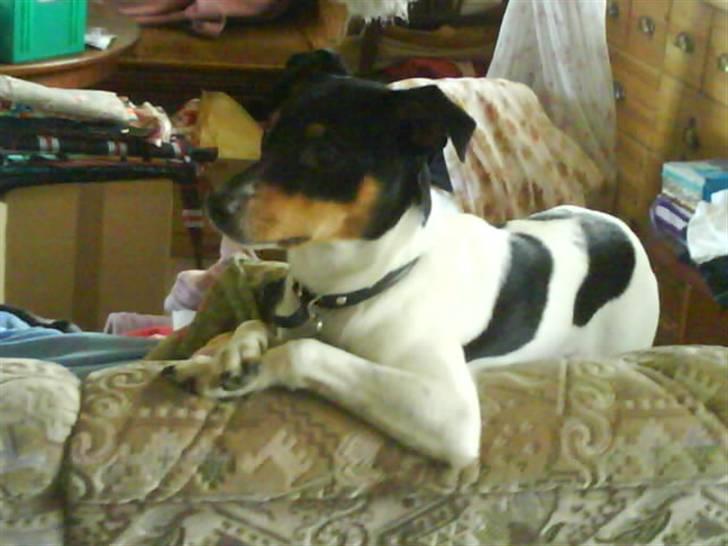 Blanding af racer Fimbe (Mormor's) - (5)   Se hvor fin jeg er! billede 5