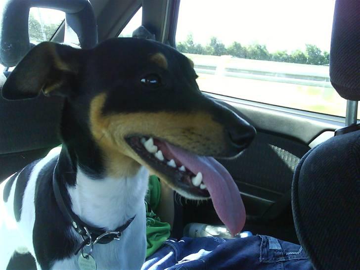 Blanding af racer Fimbe (Mormor's) - (6)  jeg har bare den længeste tunge i hele DK :P billede 6