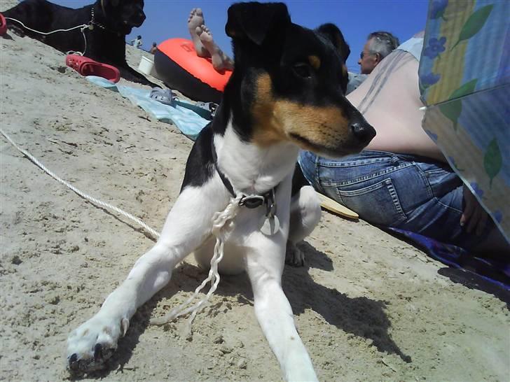 Blanding af racer Fimbe (Mormor's) - (7)   Jeg er en tur på stranden<3 billede 7