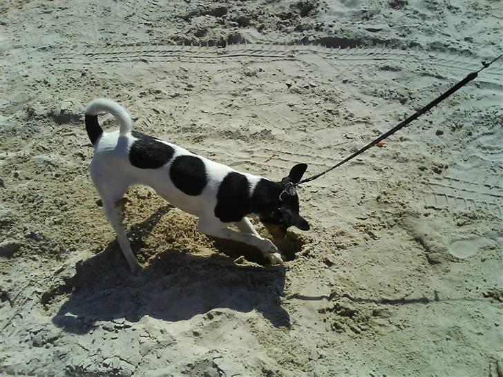 Blanding af racer Fimbe (Mormor's) - (8)  Hehe huller er det bedste:D billede 8