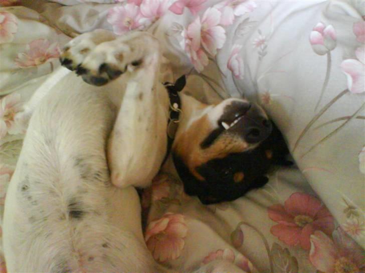 Blanding af racer Fimbe (Mormor's) - (9)  Har jeg ikke fine bisser:) billede 9