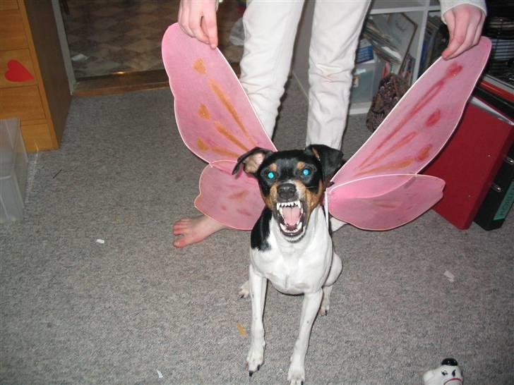 Blanding af racer Fimbe (Mormor's) - (10)    Jeg har vinger:p billede 10