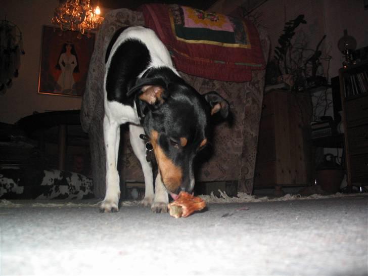 Blanding af racer Fimbe (Mormor's) - (11)   Mit ben er bedst:D billede 11