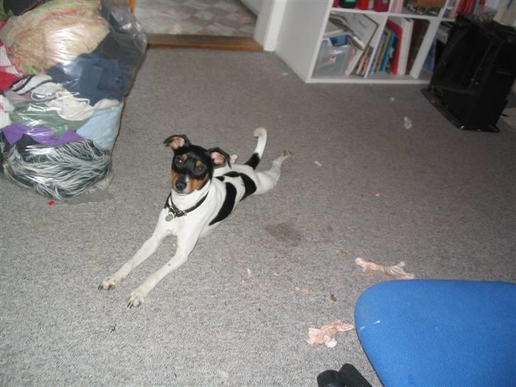 Blanding af racer Fimbe (Mormor's) - (12)   Streg ud:O billede 12