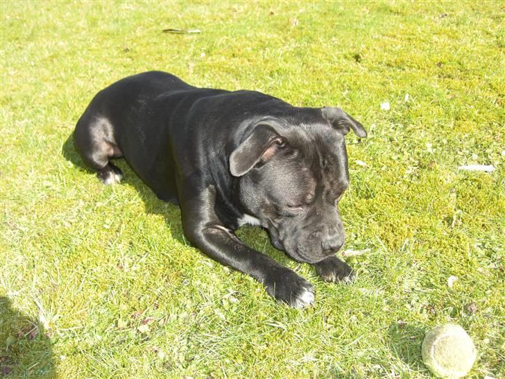 Staffordshire bull terrier Canaveral Port Erin RIP - Nyt, Albert 2 år billede 20
