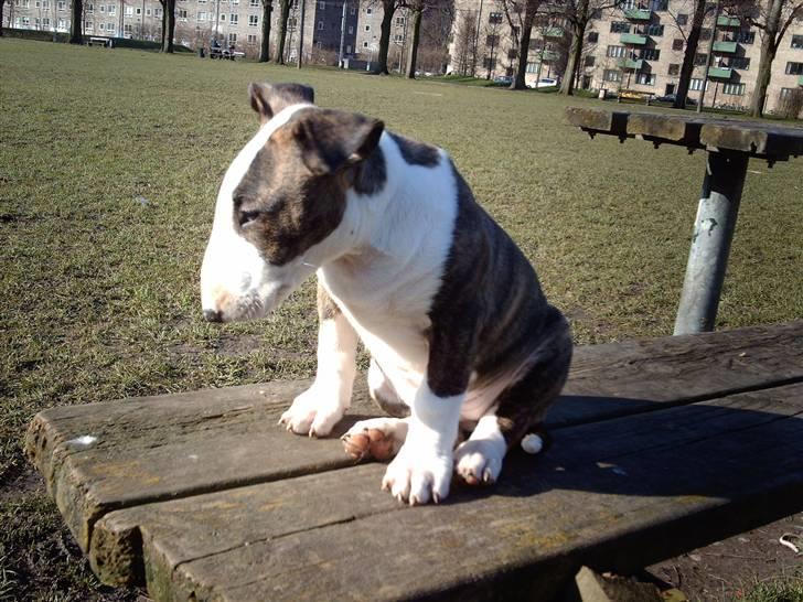 Bullterrier coco - coco 10 uger billede 17