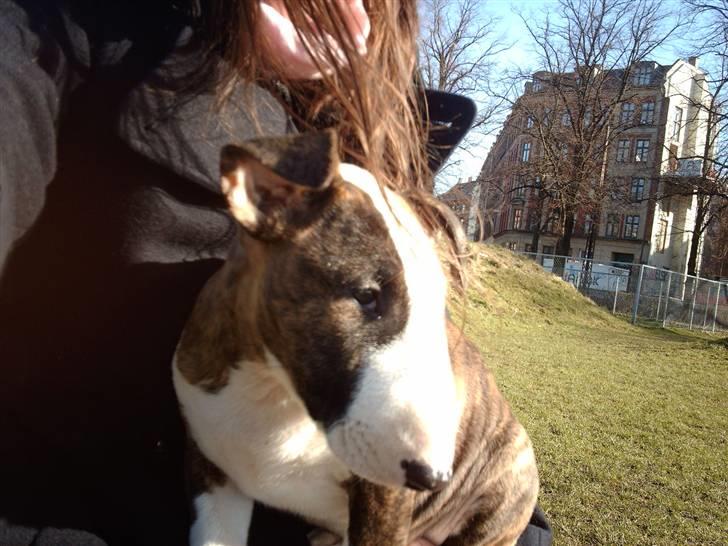 Bullterrier coco - coco 10 uger billede 18