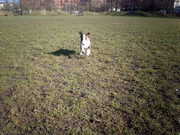 Bullterrier coco billede 19