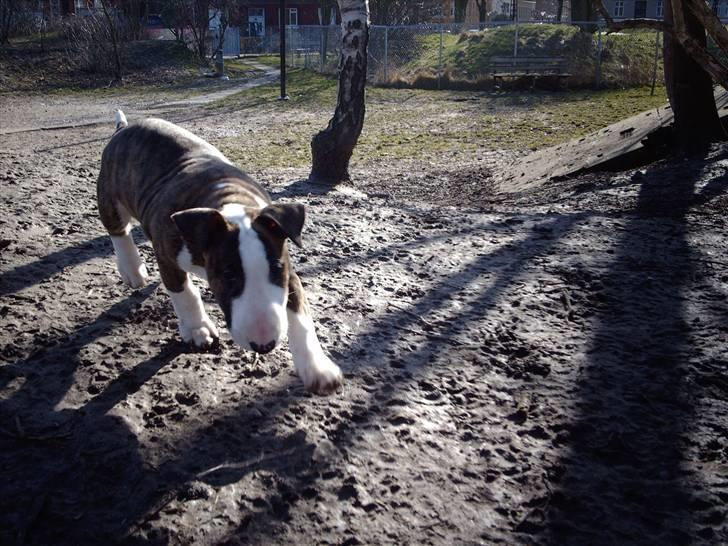 Bullterrier coco - coco10 uger billede 20