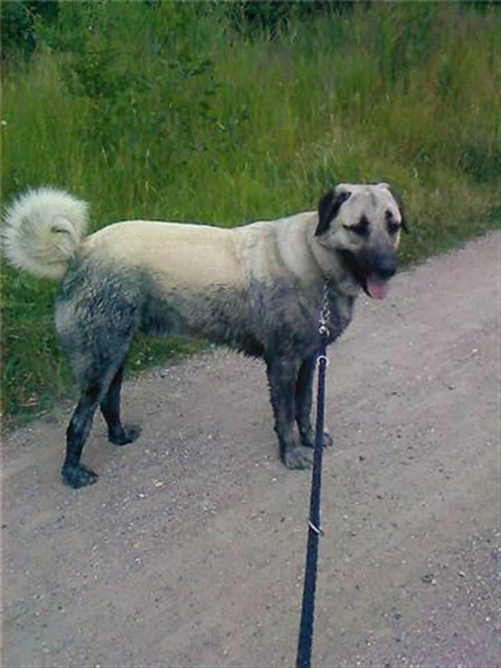 Kangal Tyson billede 9