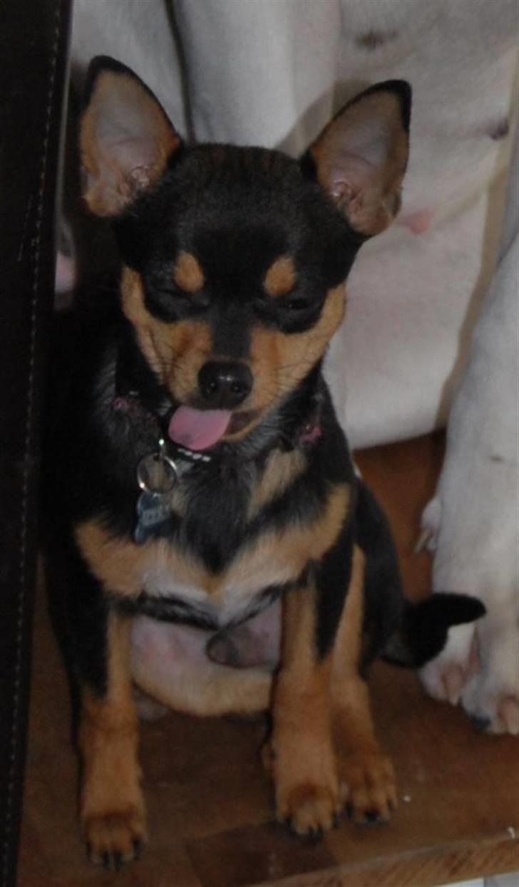 Chihuahua Johnson - jaah hvis johnson ik er smart så ved jeg ik hvem er.. billede 16