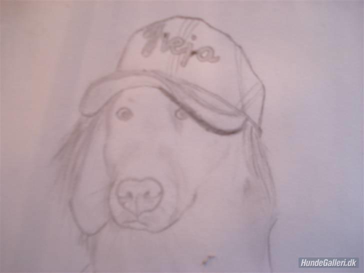 Nova scotia duck tolling retriever Freja - smuk tegning af Freja som "Michelle I" har lavet :) billede 20