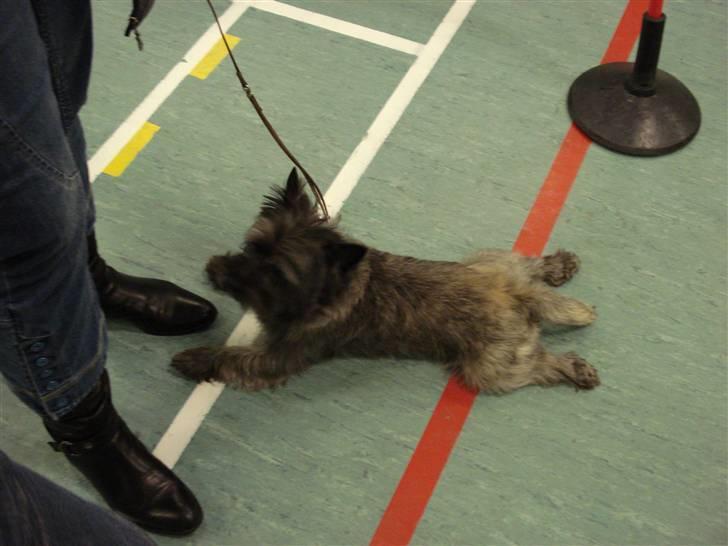 Cairn terrier Sam billede 1