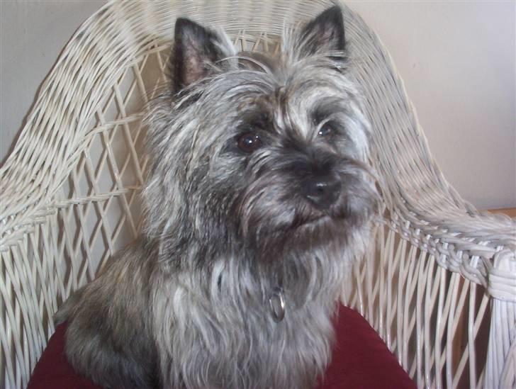 Cairn terrier Sam billede 2