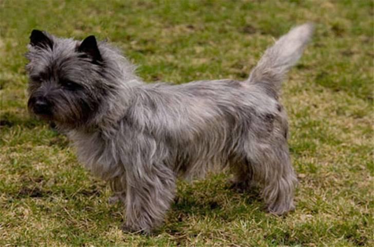Cairn terrier Sam billede 3
