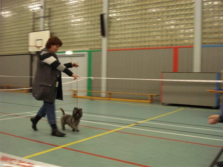 Cairn terrier Sam billede 4