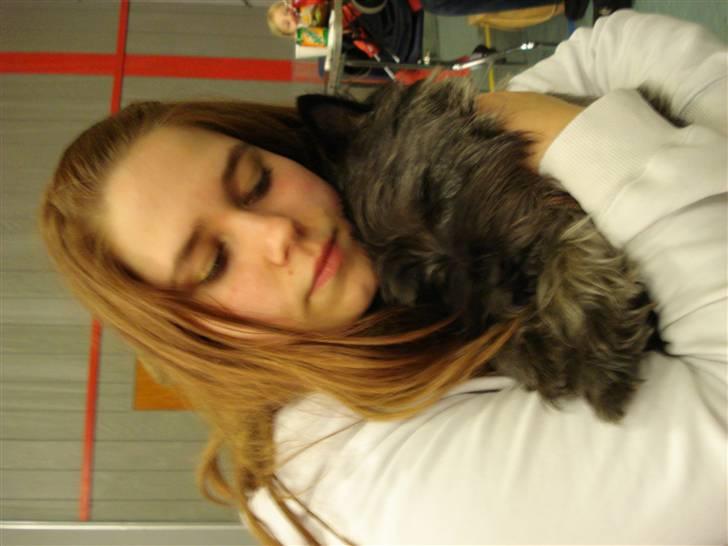 Cairn terrier Sam billede 5