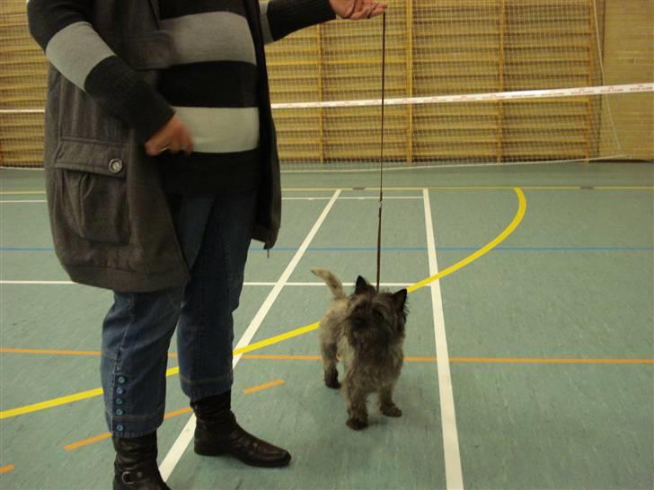 Cairn terrier Sam billede 6