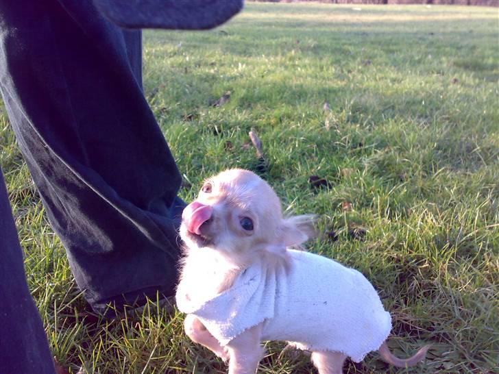 Chihuahua Armani * R.I.P * - Her er jeg med ude i den store have for første gang hvor jeg ikk sidder i min taske - flot trøje jeg har på ikk ? ;)  billede 9