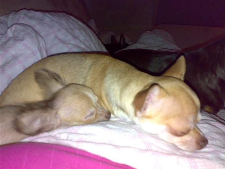 Chihuahua Armani * R.I.P * - Putter med min søster Kun 13 timer ingen jeg løber til de evige hundesenge med masser af kødben.. :´) billede 10