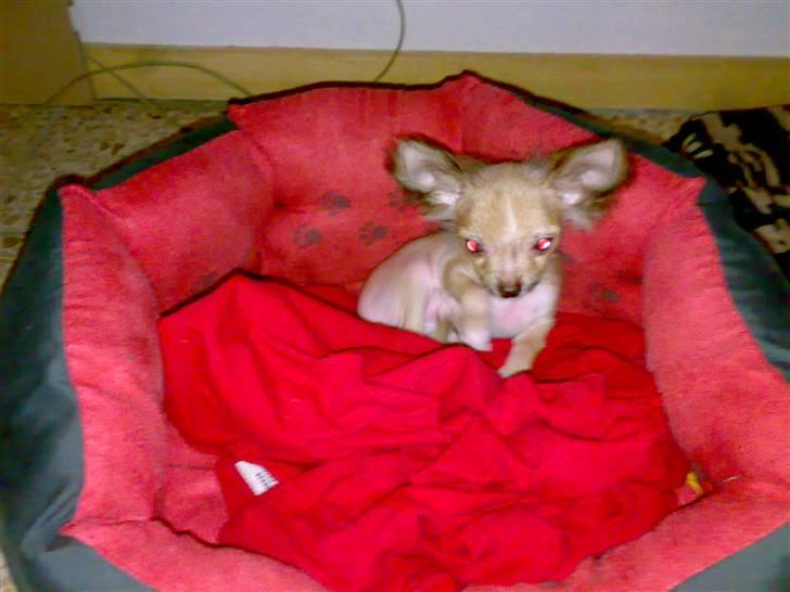 Chihuahua Armani * R.I.P * - Mor hun har altså såen en varmeblæser hængende i køkkenet hvor det er dejligt at ligge under . smiler .. !  billede 11