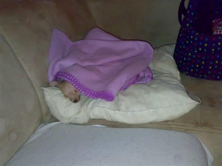 Chihuahua Armani * R.I.P * - Her ligger jeg og Kæmper for at blive . for min mors og Brødre og søster´s skyld .. :´( **SNØFT** billede 12