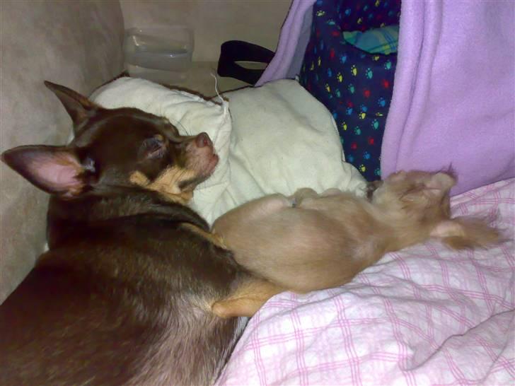 Chihuahua Armani * R.I.P * - Her Putter storebror Chucky med mig . Kun 10 timer inden jeg sover ind .. :´(  billede 13