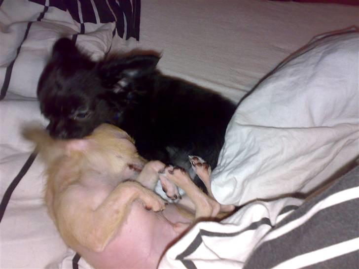 Chihuahua Armani * R.I.P * - Her Putter jeg med ´´Tidligere Bror´´ Louis.. - Da Mor passer ham ..  billede 14
