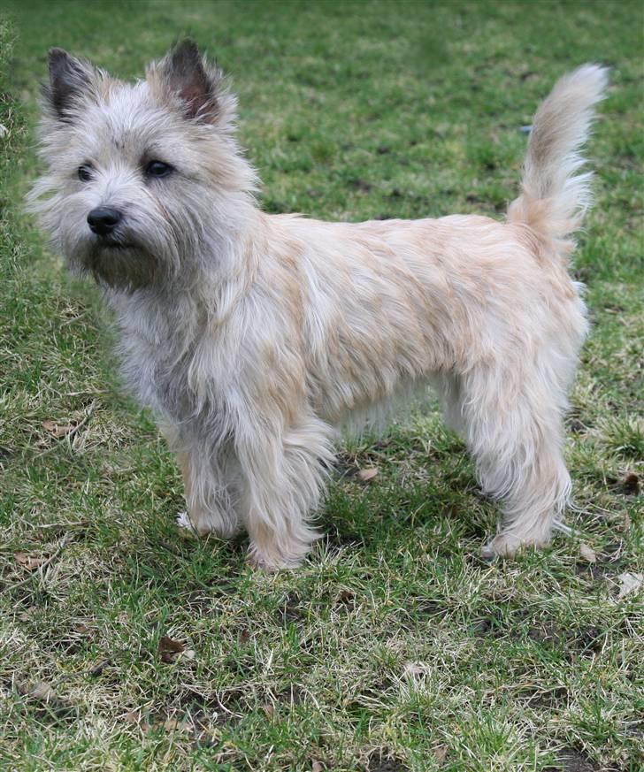 Cairn terrier Mathilde billede 1