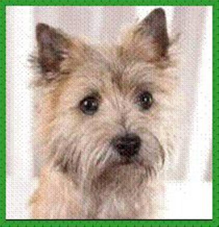 Cairn terrier Mathilde billede 2