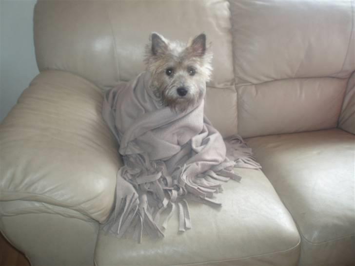 Cairn terrier Mathilde billede 3