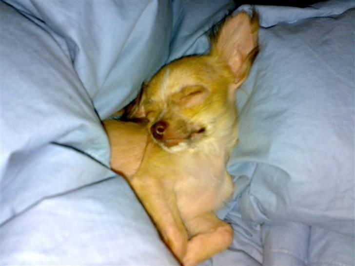 Chihuahua Armani * R.I.P * - Mor Siger ; Mit dejlige sidste Minde om Armani - MIn lille Prins.. R.I.P . Håber du er ligeså glsd der oppe som du var her nede .. - JEG SAVNER DIG <3 - Kom tilbage til din mor . hun og resten af din Fam. savner dig ! :´( billede 15