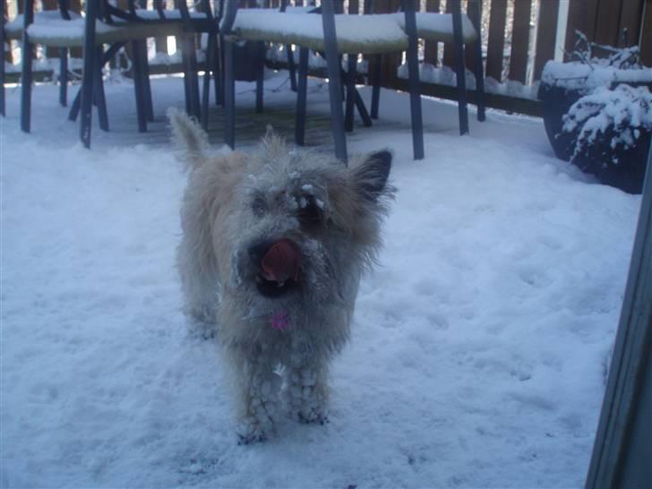 Cairn terrier Mathilde billede 4