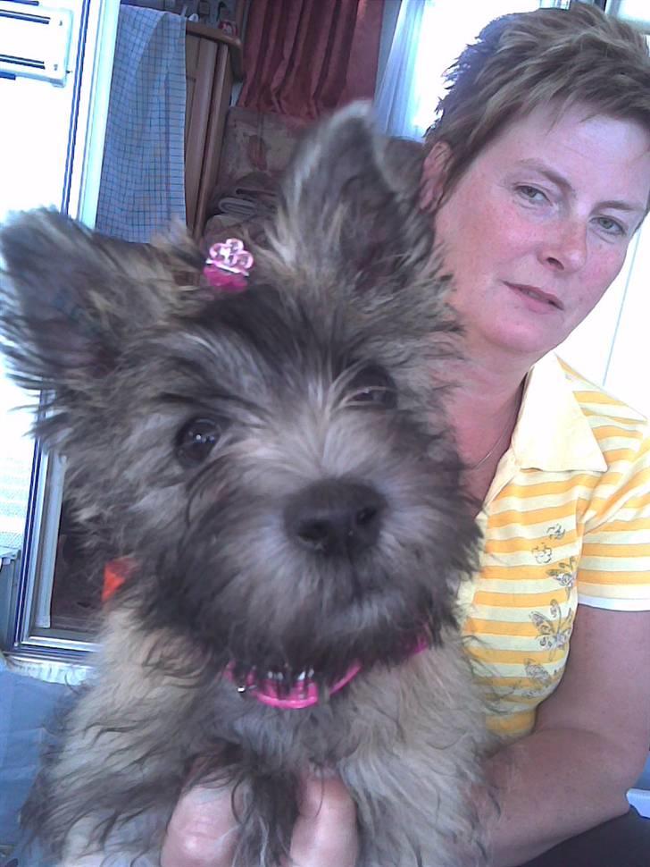 Cairn terrier Mathilde billede 5