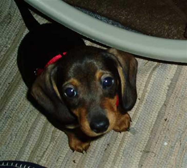 Gravhund Pernille - må jeg ikke nok billede 2