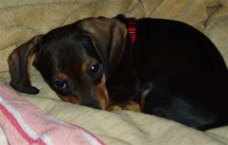 Gravhund Pernille - et lille put billede 3