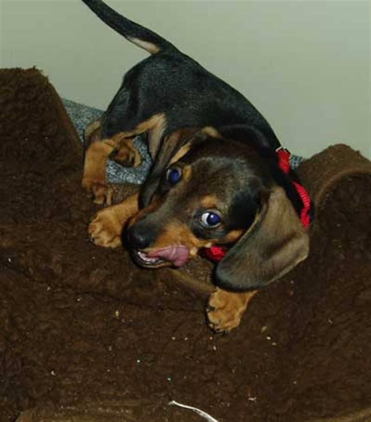 Gravhund Pernille - ihhh hvor er det sjovt billede 4