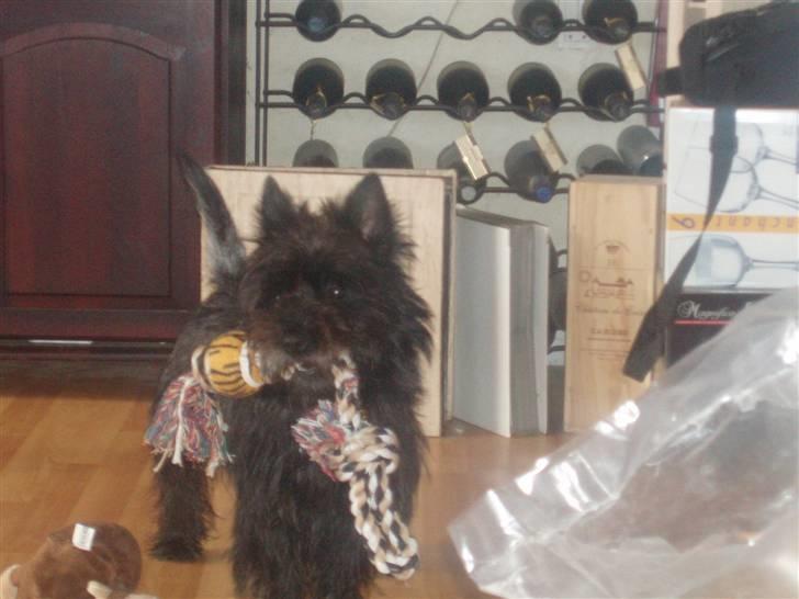 Cairn terrier Loui billede 1