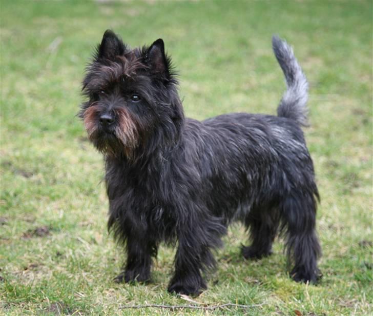 Cairn terrier Loui billede 2